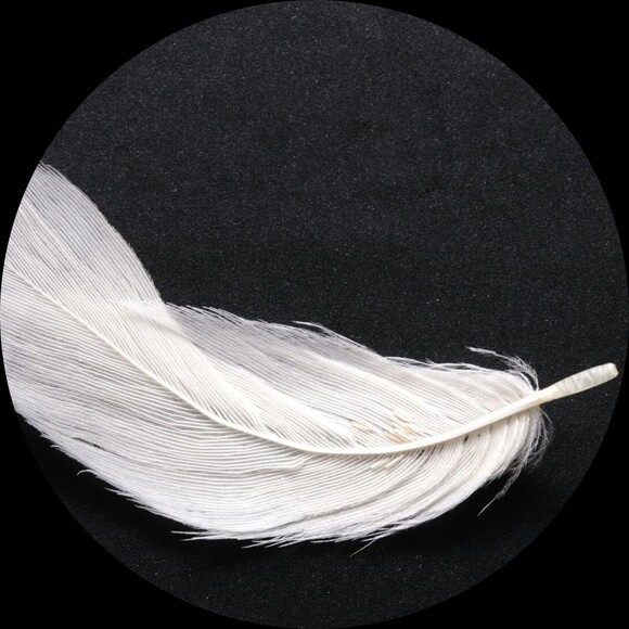 ange1wings